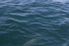 IMG_40071.JPG