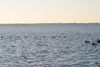 IMG_40901.JPG