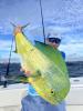 IMG_4263_big_mahi.jpg