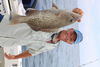 IMG_4493_Gag_grouper1.JPG