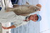 IMG_4493_Gag_grouper1.JPG