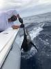 IMG_5742_marlin1.jpg