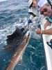 IMG_9710-Sailfish-are-getting-thicker.jpg