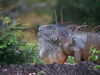 Iguana.JPG