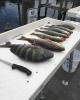 Inshore_Fishing_Report_Cedar_Key_Florida.jpg