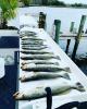 Inshore_Fishing_Report_Crytstal_River_Florida.jpg