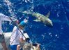 Islamorada_Shark_fishing_Bull_shark.jpg