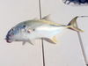 Jack_n_Rapala_Skitter_Walk.jpg