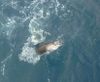 Jan_31_2013_sailfish_web_2.jpg