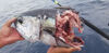 January_15_Fishing_Report_Tuna_shark_Attack.jpg