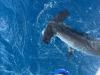 January_2025_Hammerhead.jpg