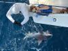 July_2025_shark.jpg