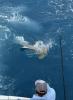 July_2026_Shark_hammerhead.jpeg