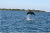 Jumping_Dolphin_2.jpg