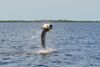 Jumping_tarpon1.jpg