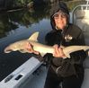 June_2024_Sharon_Ohio_Shark.jpg