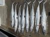 June_2025_Kingfish.jpg