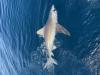 June_2025_Sandbar_Shark.jpg