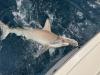 June_2026_Hammerhead_Shark.jpeg