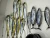June_2026_Mahi.jpeg
