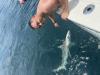 June_2026_Sandbar_Shark.jpeg