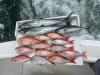 June_2026_Snapper.jpeg
