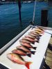 Jupiter_Fishing_Charters67.jpg