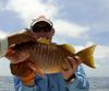 Justin_Mitchell_Yellow_Tail_Snapper.jpg