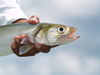 Ladyfish.JPG
