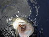 Largemouth_1.jpg