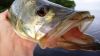 Late_Sept_Snook_Tuna_007.JPG