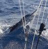 Lyle.Sailfish