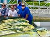 Mahi-action-IMG_0543.jpg