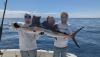 March_2026_Sailfish3.jpeg