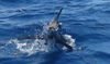 Marlin_surface_zoom.jpg