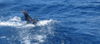 Marlin_surface_zoom_2.jpg