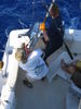 Maui_Marlin_032.JPG