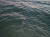 MayTarpon_005.jpg