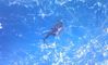 May_2012_Sailfish_web_MMD.jpg