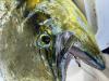 May_2026_Mahi2.jpeg