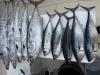 May_27_2026_Wahoo.jpeg