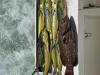 May_Madness_Mahi_Grouper.jpg