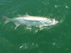 Mike_s_Tarpon_2010.jpg