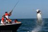 Monster_tarpon_2.jpg