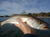 More_Winter_Trout_022.JPG