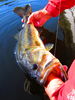 Moserfishingblackbassrelease.JPG