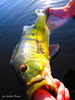 Moserfishingpeacockrelease2.JPG