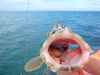 Nassau_grouper_n_crab.jpg