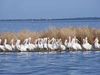 Nov_1_2011_Pelicans.jpg