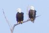 Nov_20_2011_double_BaldEagle.jpg